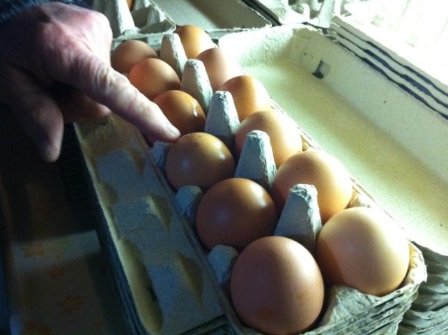 Gingerich eggs