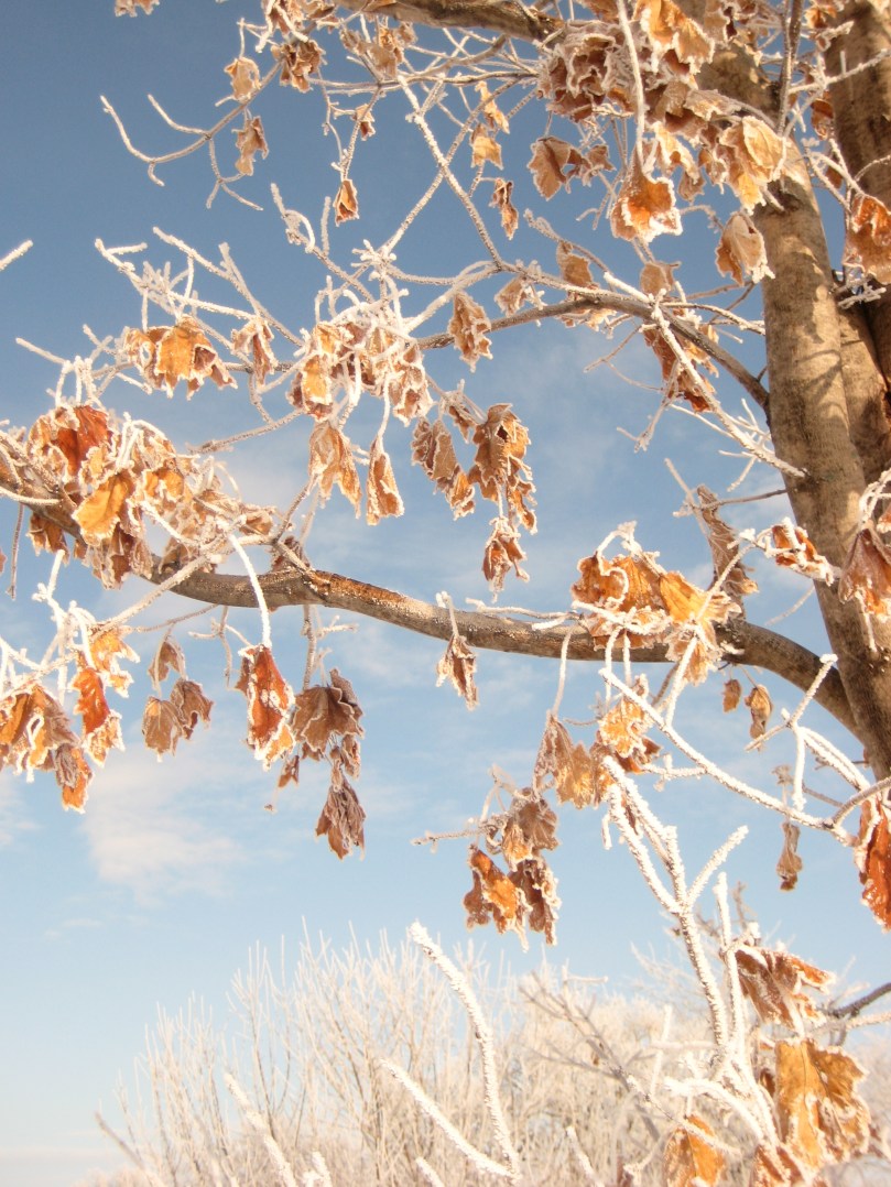 A beautiful contrast between the blue sky and the orange leaves and the white snow