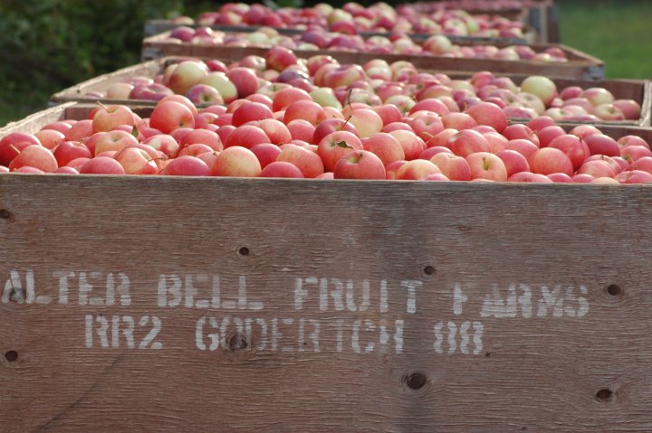 Local Huron County apples