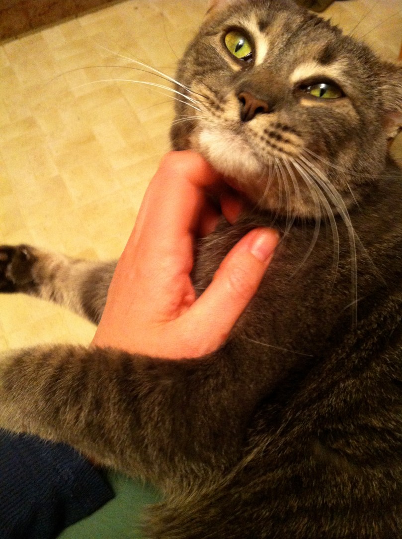 Multi-tasking: cat-cuddling and studying